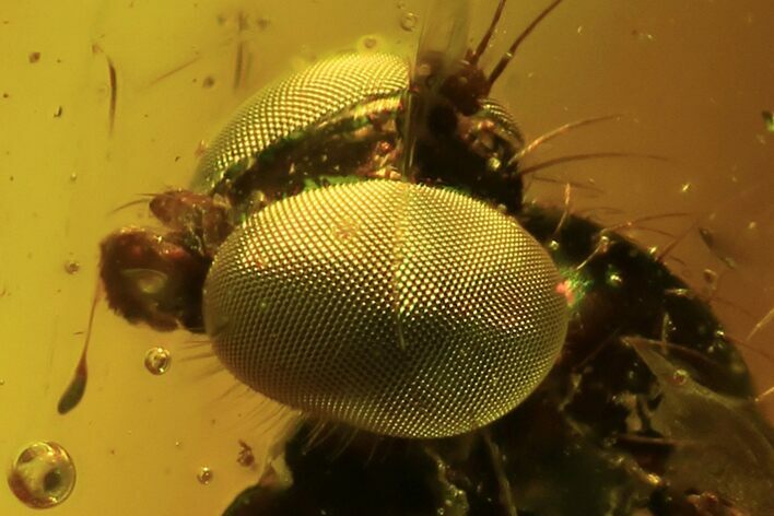 Detailed Fossil Fly (Diptera) In Baltic Amber - Amazing Eyes #87246